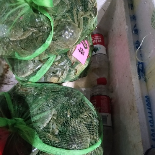 深圳 潜i江小龙虾，江苏大闸蟹