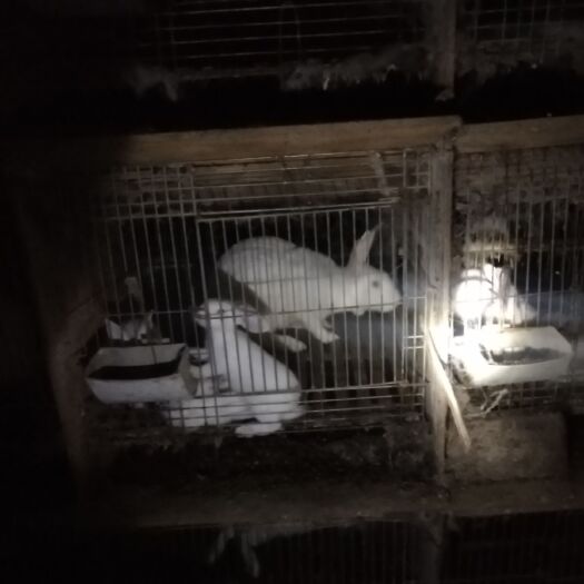 遂宁伊拉兔 需要种兔的请联系