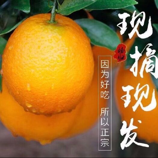 秭归县 【现摘现发】正宗湖北秭归橙子当季水果伦晚中华红血橙