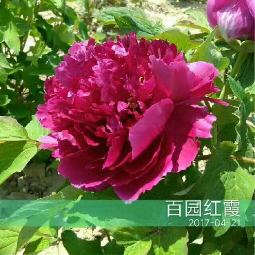 菏泽 牡丹，观赏牡丹