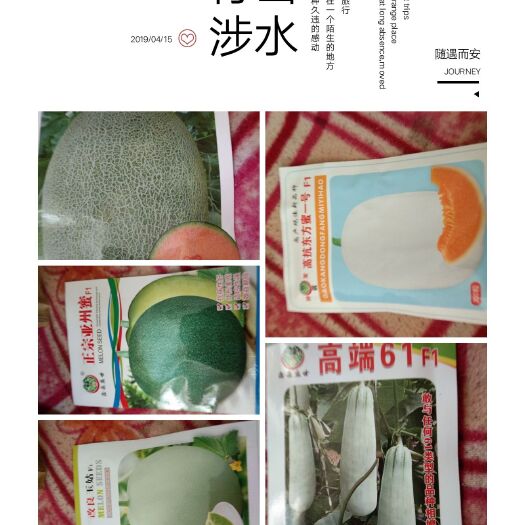 莘县新玉菇甜瓜种子 常规种（原种） ≥97%