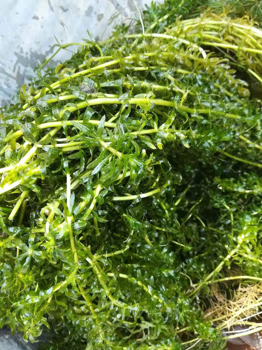 狐尾藻种子 荷叶，狐尾藻，金鱼藻，麦黄草，眼子菜等水生植物