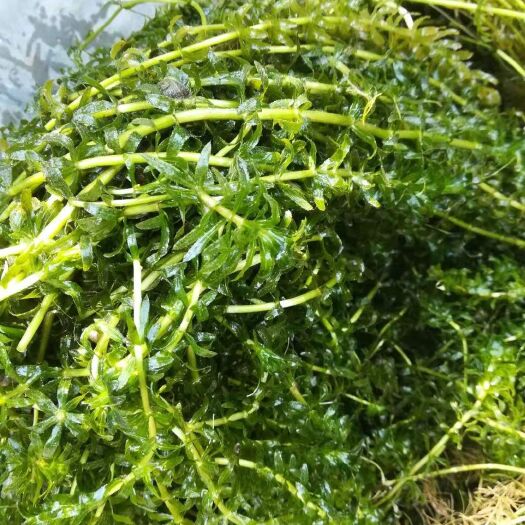 微山县狐尾藻种子 荷叶，狐尾藻，金鱼藻，麦黄草，眼子菜等水生植物