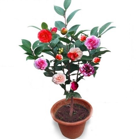 南通 茶花苗山茶花树苗多色茶花四季开花绿植花卉盆栽玫瑰花苗带盆绿植
