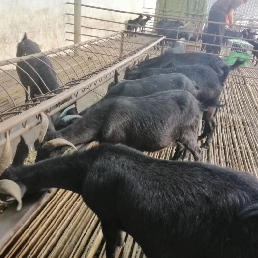 仁怀市麻羊 50-80斤
