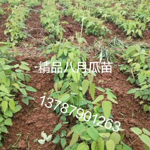 永顺县 精品八月瓜苗