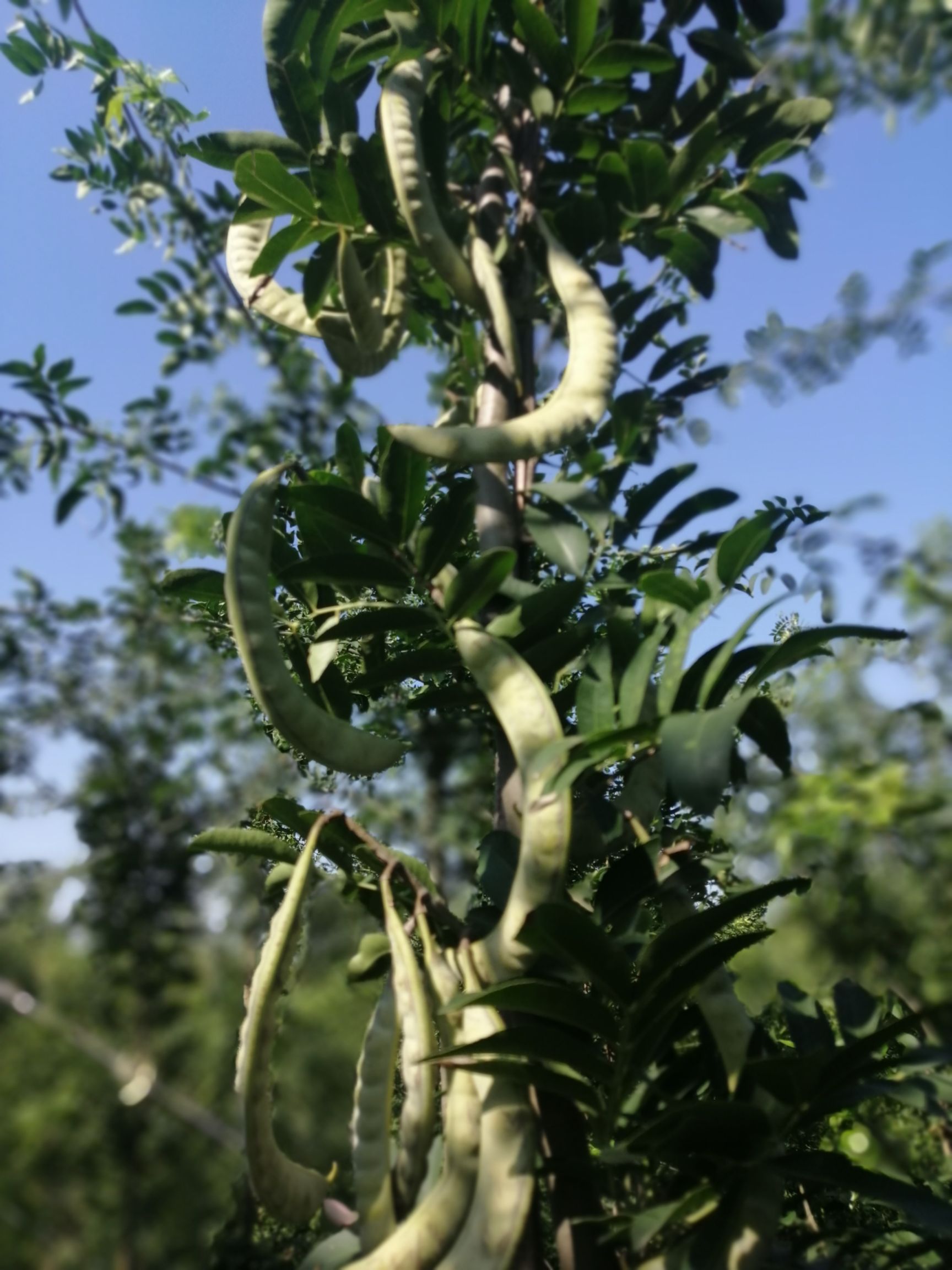 皂角苗 新品种皂角与财富