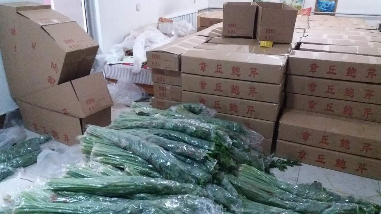 章丘鲍芹 酒店专用 众农蔬菜种植合作社