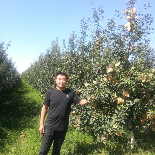 宁阳县 各种苹果树苗图为3年果园，密植。
