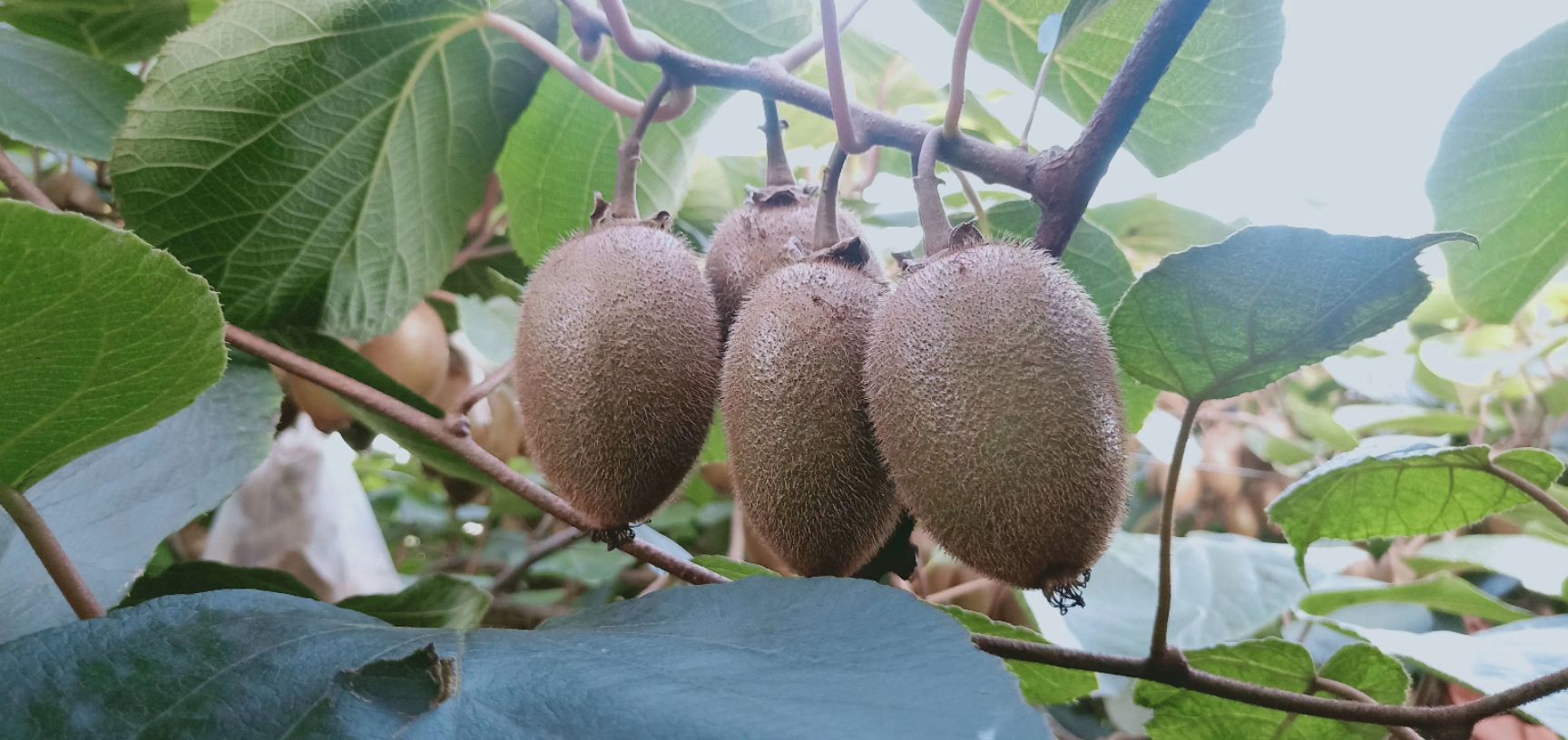 翠香猕猴桃 自产自销