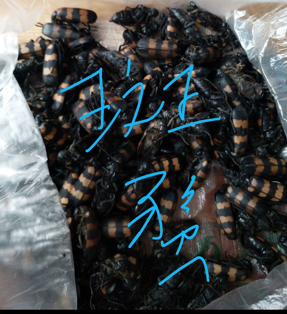 独脚柑 独脚金，正宗广西矮脚金
