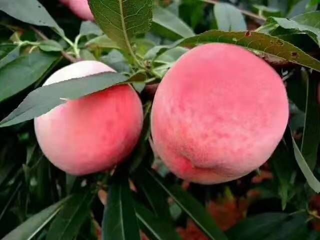 邱县 中秋慧蜜桃
