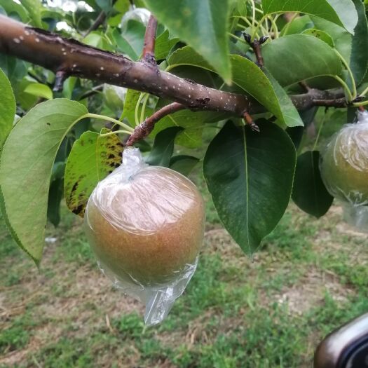 隰县玉露香梨 靓果