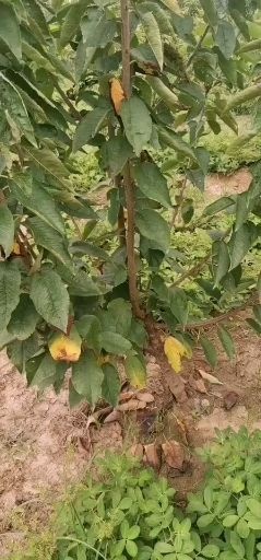 泰安矮化樱桃苗 樱桃树苗 矮化车厘子樱桃树苗 美早 黄蜜 俄罗斯八号