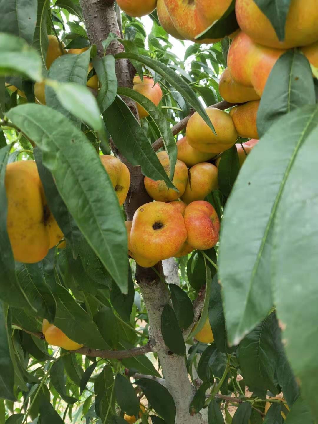 风味皇后油蟠桃  油蟠7-7桃苗  早熟品种  中油桃品种