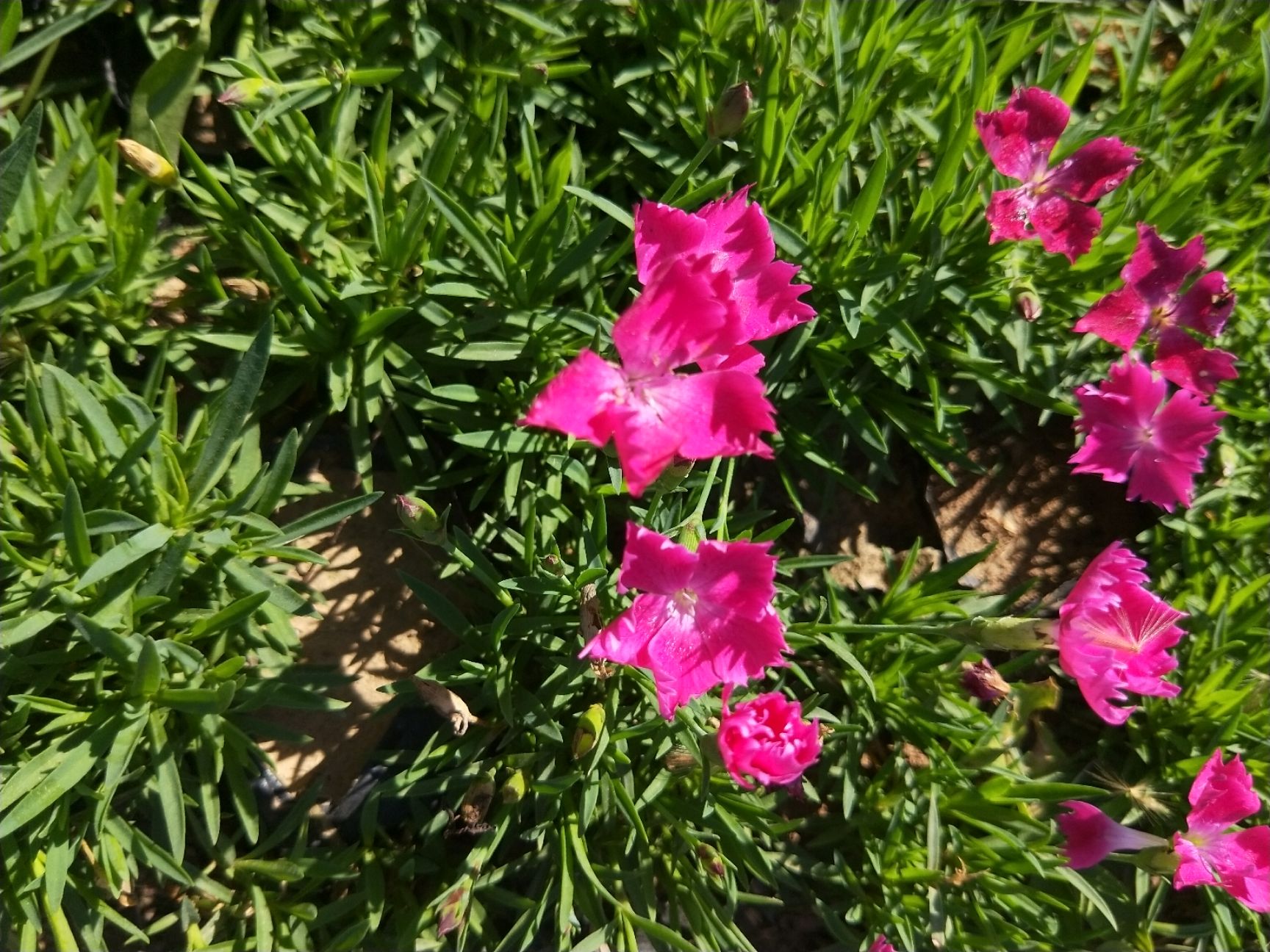 石竹 欧石竹 杯苗 绿化 工程 园林 观花 露天苗 宿根