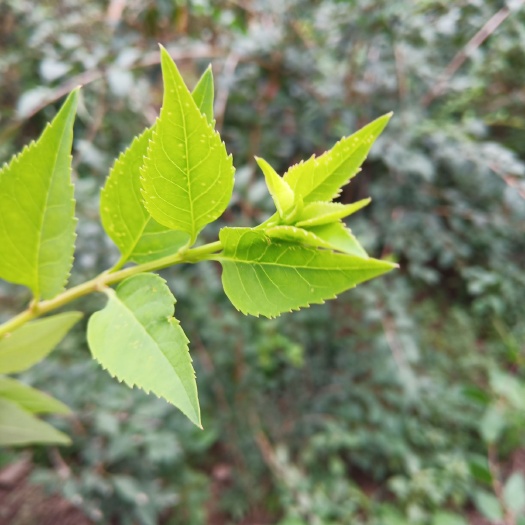 夏县金叶连翘 连翘叶茶野生健康