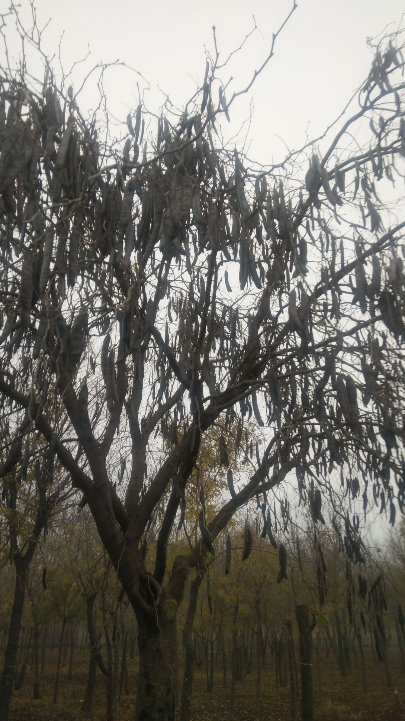 皂角苗 新品种皂角与财富