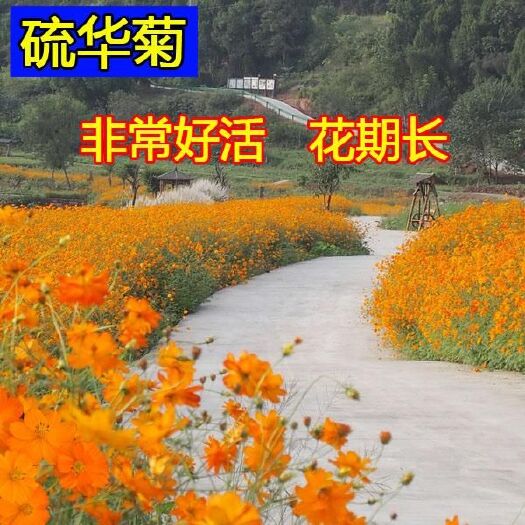 沭阳县硫华菊种子   硫华菊种籽黄波斯菊花种子黄秋英花籽景观花草种