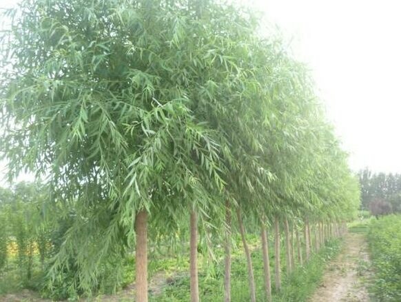 保定金枝槐 国槐香花槐刺槐白蜡金叶榆金枝法桐
