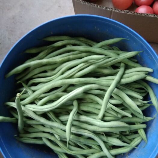 平顺县架豆王豆角 长治东禅架豆王，条长匀称绿色量产！