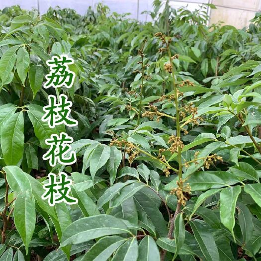 灵山县 荔枝苗妃子笑荔枝树苗桂味荔枝苗无核荔枝苗嫁接苗带叶带根带泥
