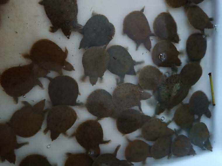  外塘甲鱼苗小甲鱼苗水鱼苗团鱼王八苗中华鳖养殖龙鱼活体饲料