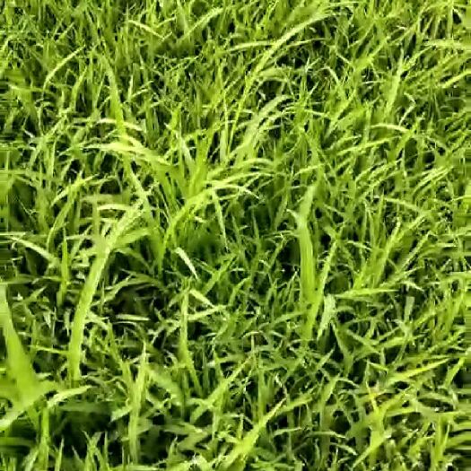 泰来县 东北人家种水稻  纯绿色 纯有机大米   种水稻不用肥