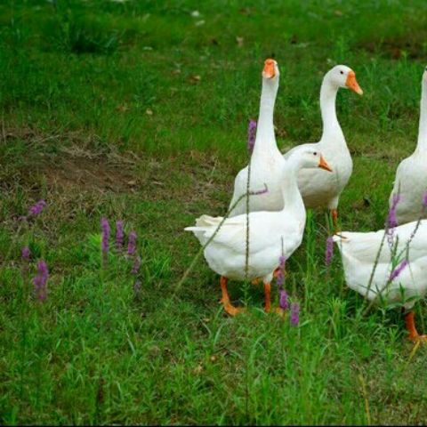  农家老鹅,新鲜现杀笨鹅,草鹅,四季鹅,大白鹅,