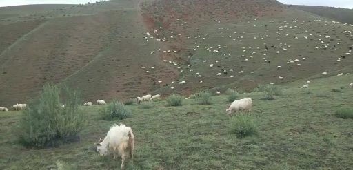 中宁县盐碱地里的精品绒山羊