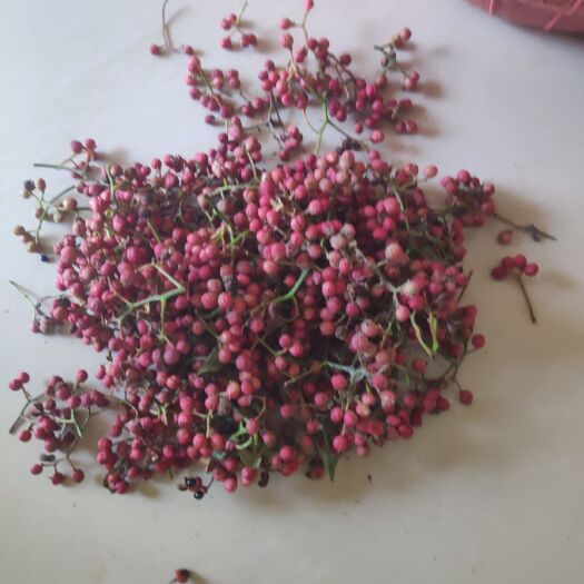 泰安大红袍花椒苗 大红袍花椒树苗规格齐全大量供应