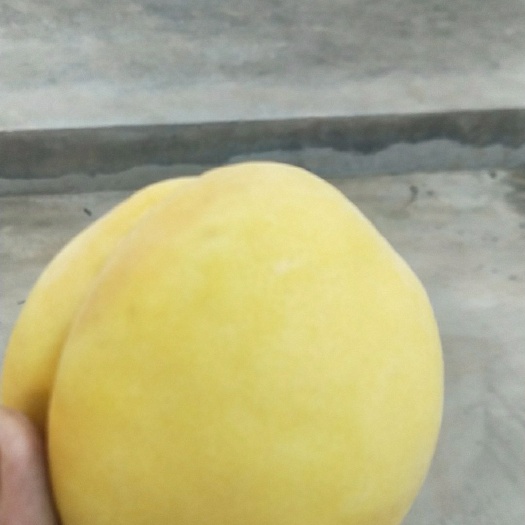 大荔县黄金蜜一号毛桃西尾黄桃锦绣黄黄金蜜四号桃大量现货供应