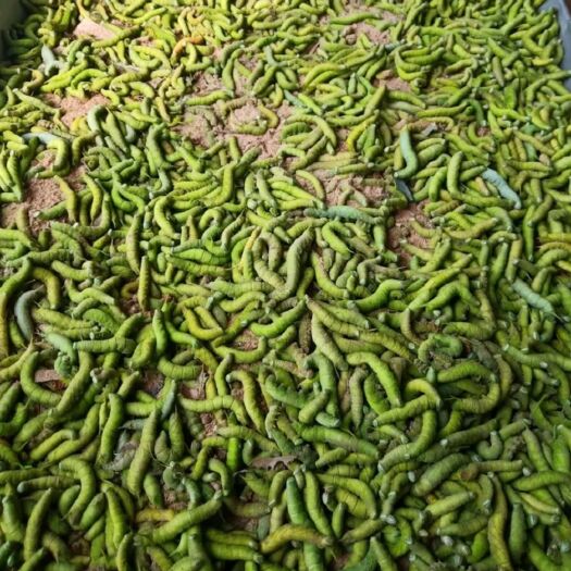 遂溪县 山豆虫