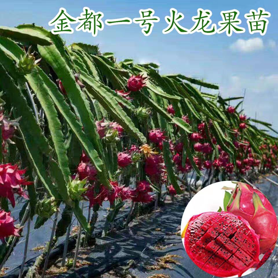  火龙果苗红心火龙果苗金都一号红肉火龙果苗带根阳台天台盆栽包
