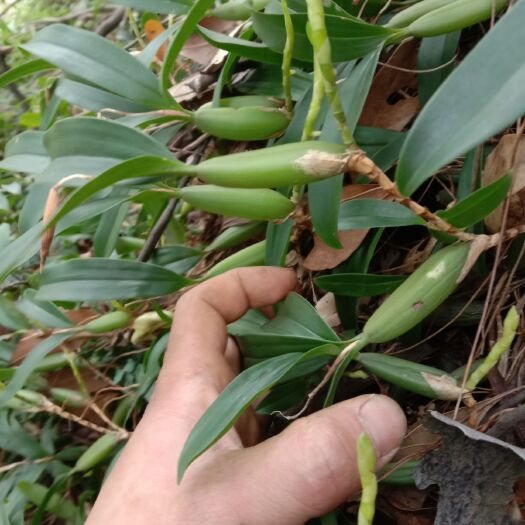 阳山县石橄榄 双叶大果，石仙桃，石葫芦