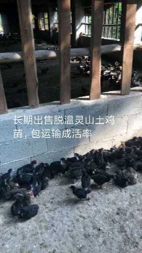 永春县 五黑鸡苗