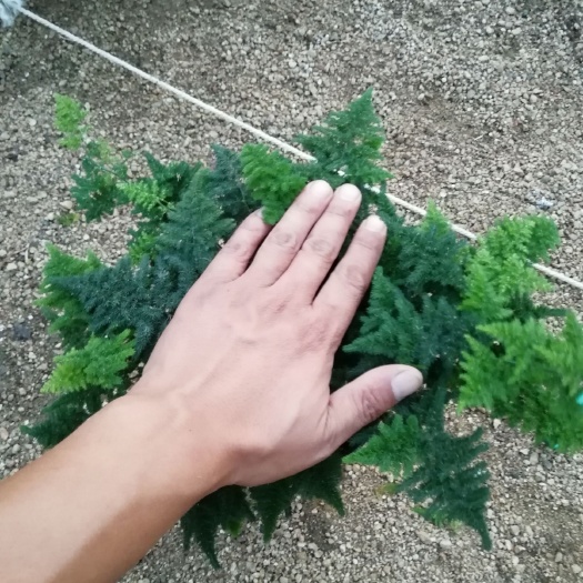  矮生文竹，云竹