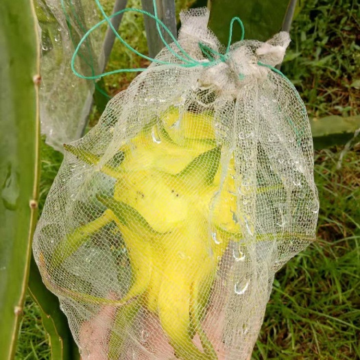 灵山县 无刺黄龙火龙果苗