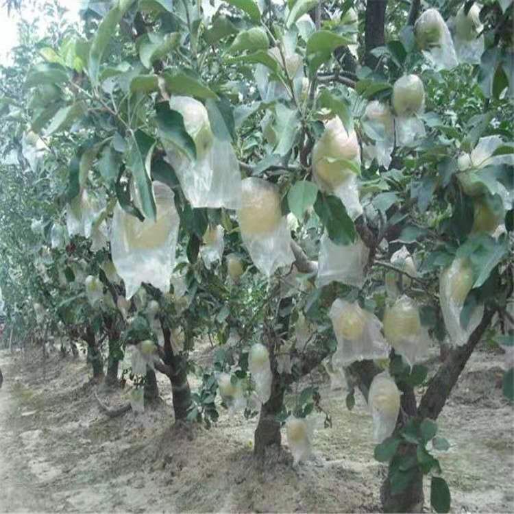  各种苹果树苗图为3年果园，密植。