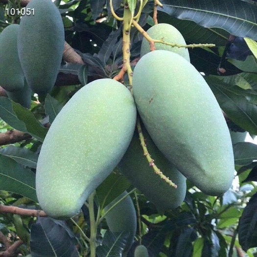 灵山县桂七芒果苗 请认准叶子哦，正品嫁接苗带叶子发货的