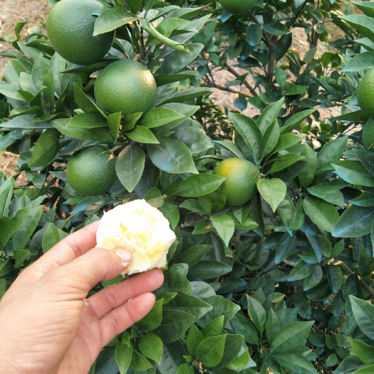 荔浦市 纽荷尔脐橙苗