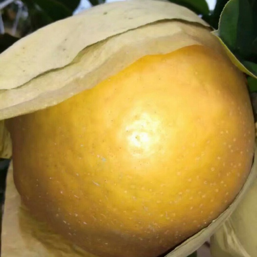 睢县晚秋黄梨 果甜，质优，量大从优