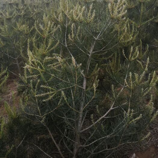 平度市 供应雪松，蜀桧，白皮松，大龙柏