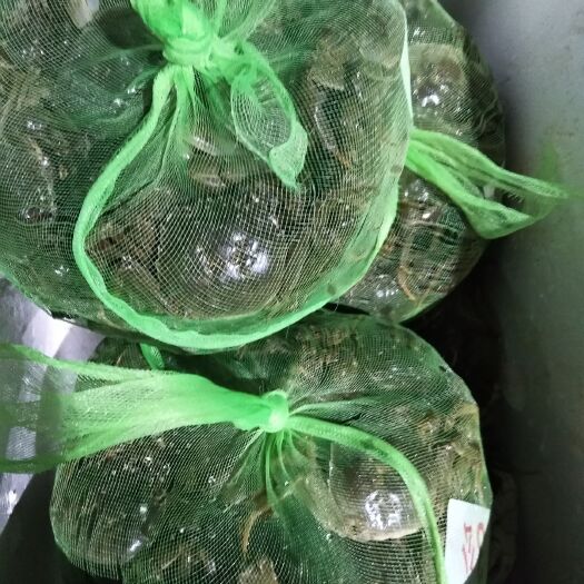 深圳 江苏大闸蟹