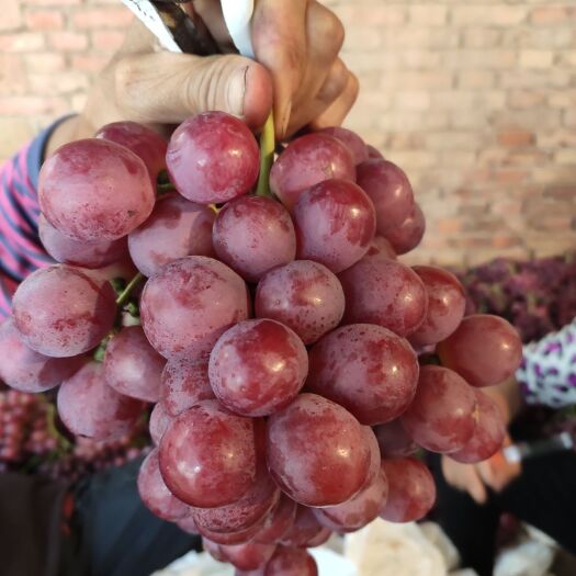大荔县 陕西红提就是好 颗粒大 颜色鲜红爽口多汁纯甜无酸
