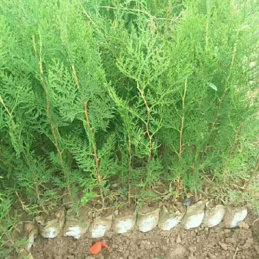 泰安 侧柏苗，带营养杯，荒山绿化用苗，做盆栽