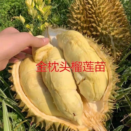 灵山县金枕榴莲苗 正品泰国嫁接金枕头猫山王榴莲果树苗带土带叶发