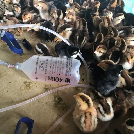 昆明 改良斗鸡苗  全国发货，包活到家，孵化场直发，疫苗包打，
