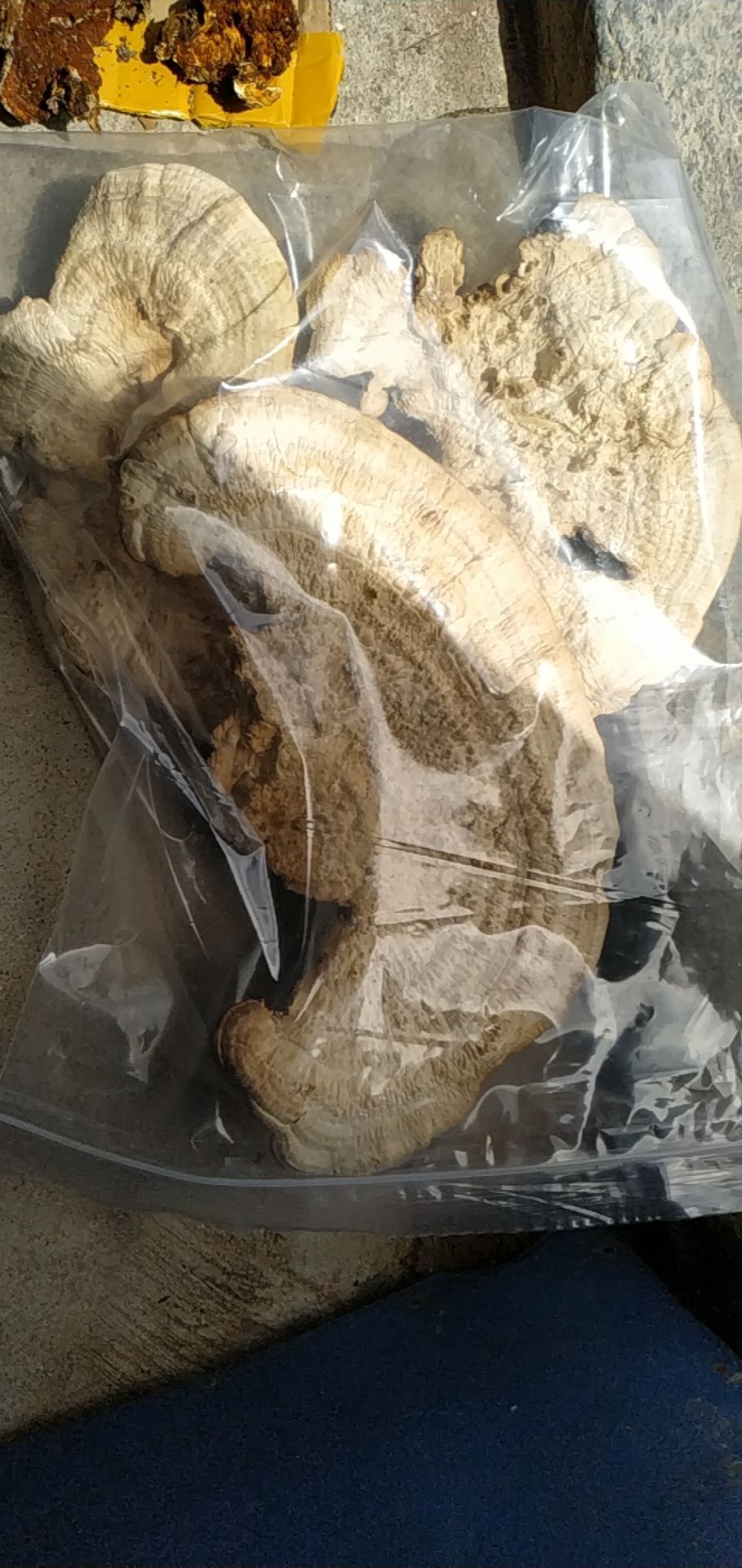 海丰县白灵芝 纯白芝