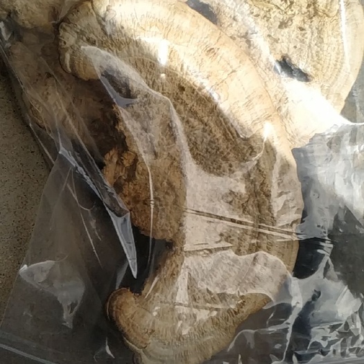 海丰县白灵芝 纯白芝